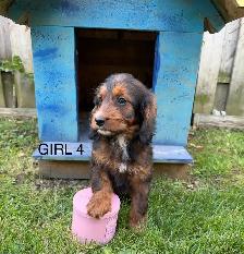 Mini Cockapoo Puppies - Photo 6