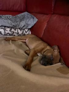 Dog Walks, prendre des marches avec votre chien ou vos chiens - Photo 2