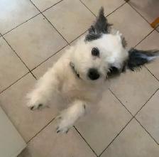 Dog Walks, prendre des marches avec votre chien ou vos chiens - Photo 3