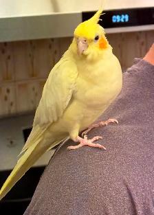 Lost Lutino Cockatiel @ Warden/Steeles