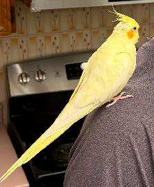 Lost Lutino Cockatiel @ Warden/Steeles - Photo 2