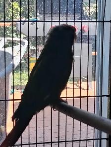 bird for sale - Photo 2