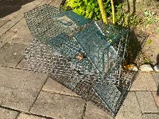 Live Traps