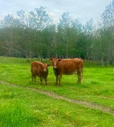 40 Bred Cows For Sale