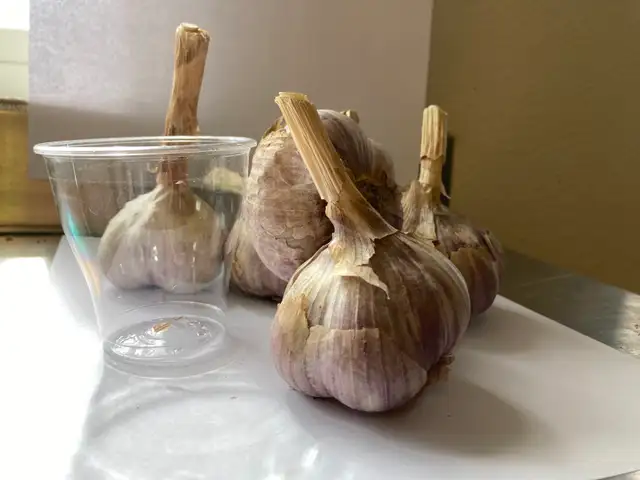 Russian Red Seed Garlic for Sale