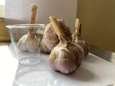 Russian Red Seed Garlic for Sale