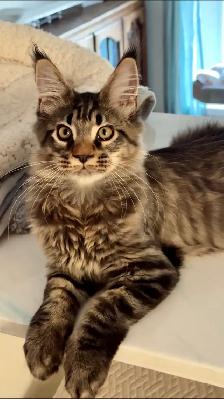 Stunning Maine Coon Kittens: Ready Now   October
