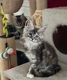 Stunning Maine Coon Kittens: Ready Now   October - Photo 5