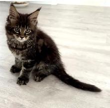 Stunning Maine Coon Kittens: Ready Now   October - Photo 6