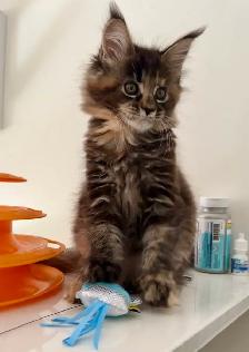 Stunning Maine Coon Kittens: Ready Now   October - Photo 7