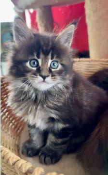 Stunning Maine Coon Kittens: Ready Now   October - Photo 9
