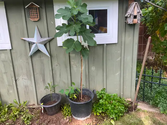 Fig Tree