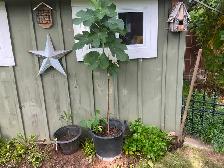 Fig Tree