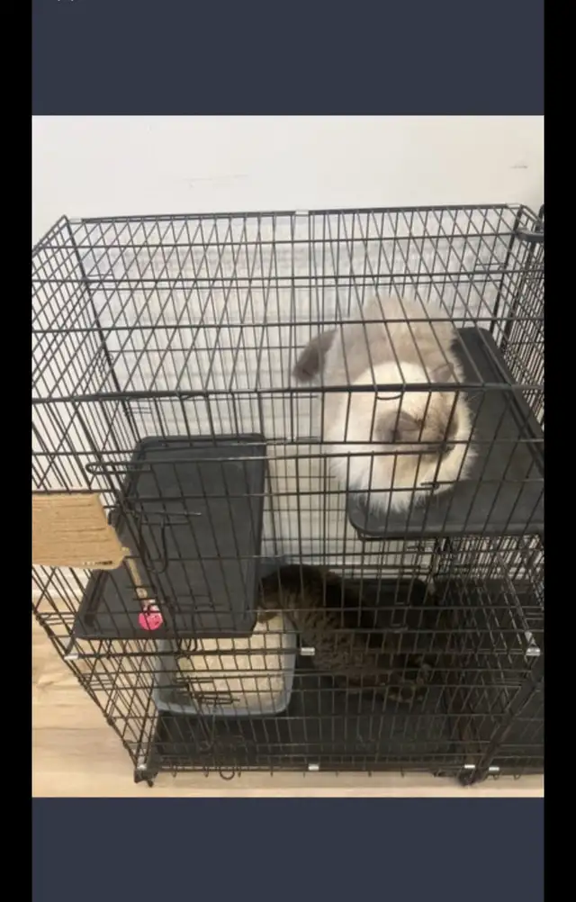 Gently Used Cat Cages – $60 Each or $100 for Two