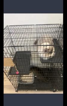 Gently Used Cat Cages – $60 Each or $100 for Two