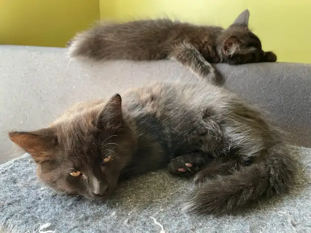 Chaton a donner