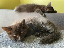 Chaton a donner