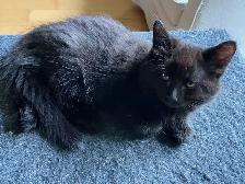 Chaton a donner - Photo 2