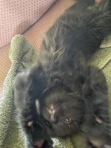 Chaton a donner - Photo 4