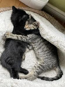 Chaton a donner - Photo 5