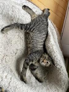 Chaton a donner - Photo 6