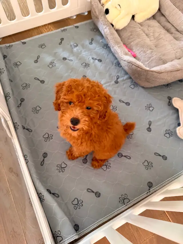 Red miniature female poodle puppy! Needs to go asap