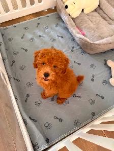 Red miniature female poodle puppy! Needs to go asap