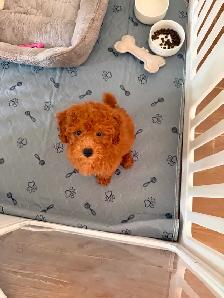 Red miniature female poodle puppy! Needs to go asap - Photo 2