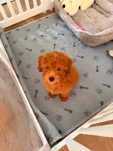 Red miniature female poodle puppy! Needs to go asap - Photo 3