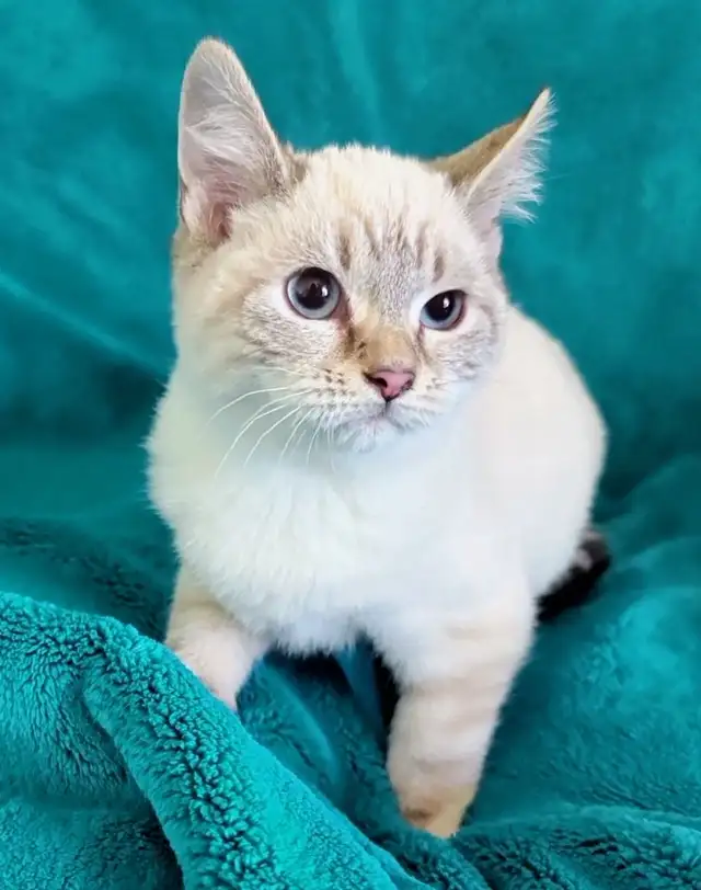 Ragdoll/Highland Lynx Kitten