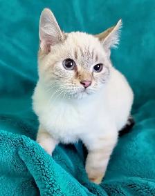 Ragdoll/Highland Lynx Kitten