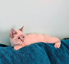 Ragdoll/Highland Lynx Kitten - Photo 3