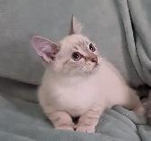 Ragdoll/Highland Lynx Kitten - Photo 4