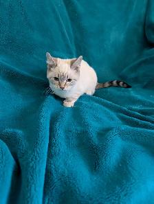 Ragdoll/Highland Lynx Kitten - Photo 5