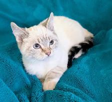 Ragdoll/Highland Lynx Kitten - Photo 6