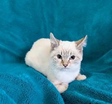 Ragdoll/Highland Lynx Kitten - Photo 7