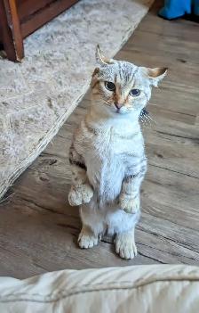 Ragdoll/Highland Lynx Kitten - Photo 8