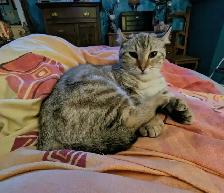 Ragdoll/Highland Lynx Kitten - Photo 9