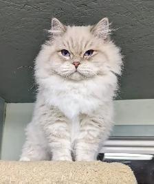 Ragdoll/Highland Lynx Kitten - Photo 10