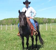 Horsemanship and Problem Solving Clinic - Picton !! - Photo 2