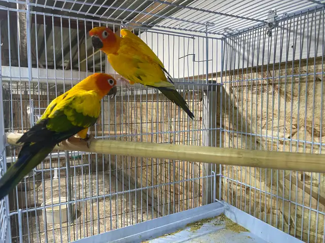 sun conure pairs.