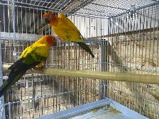 sun conure pairs.