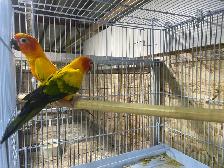 sun conure pairs. - Photo 2