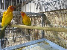 sun conure pairs. - Photo 3