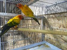 sun conure pairs. - Photo 4
