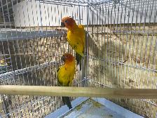 sun conure pairs. - Photo 5