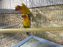 sun conure pairs. - Photo 6