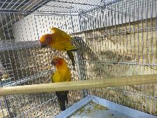 sun conure pairs. - Photo 7