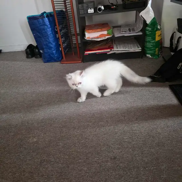 chaton hymalaien