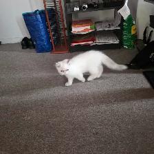 chaton hymalaien